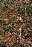 Red Leaves_44642